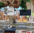 Хабаровский край представит свою продукцию на ярмарке ВДНХ - ИА Хабаровский край сегодня