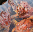 Экспорт российских крабов вырос почти на 19% в 2023 году - AmurMedia.Ru