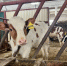 Почти 60 новых фермерских хозяйств появились в крае за 6 лет благодаря гранту "Агростартап" - Министерство экономического развития