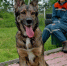 Кинологической службе МЧС России исполнилось 29 лет - AmurMedia.Ru