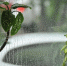 30 августа в Хабаровском крае будет дождливо, но тепло - КП Хабаровск