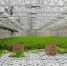 В Хабаровском крае развивают круглогодичные тепличные комплексы - AmurMedia.Ru