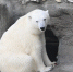 Полярный медведь Алмаз отметит шестой день рождения в хабаровском зоосаде - КП Хабаровск