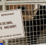 В зооцентре «Питон» скорректировали меню Потапыча, который отказался уходить в спячку - ГТРК Дальневосточная