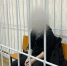 Хабаровчанин за диверсию и государственную измену осуждён на 19 лет колонии - ИА Хабаровский край сегодня