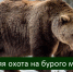 ИНФОРМАЦИЯ ДЛЯ ОХОТНИКОВ! 6 марта начинается прием заявлений на добычу бурого медведя! - Управление охотничьего хозяйства